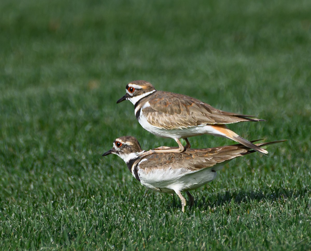Killdeer - ML632544852