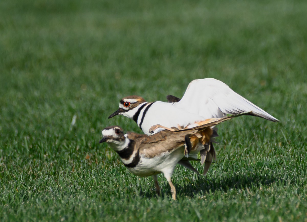 Killdeer - ML632544853