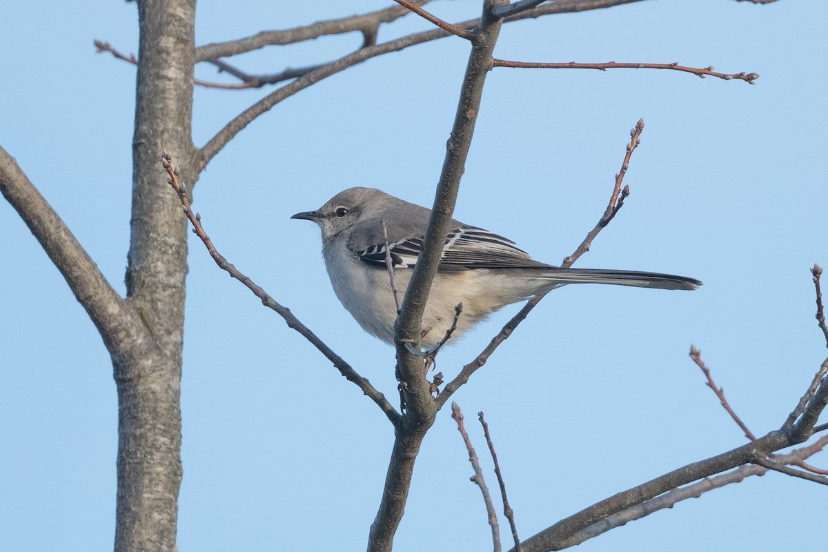 Northern Mockingbird - ML632544858