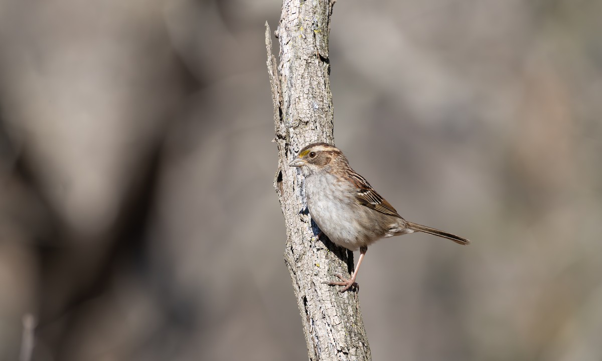 White-throated Sparrow - ML632544978