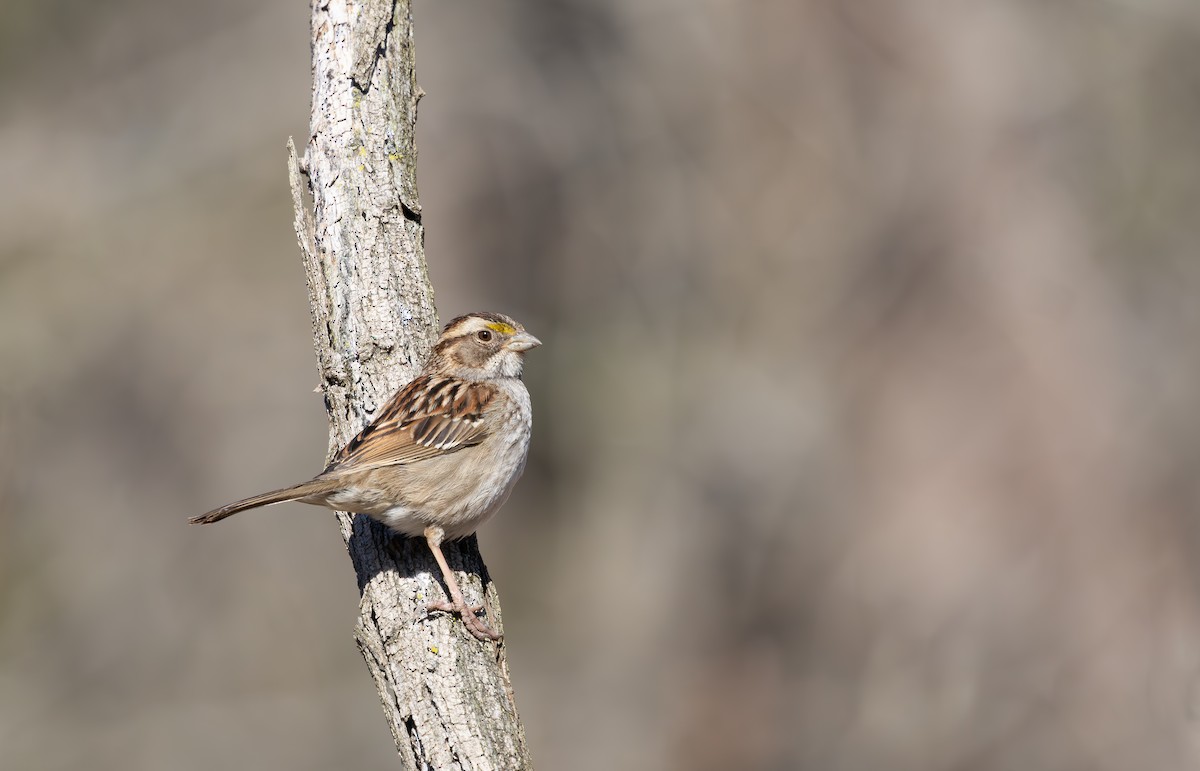 White-throated Sparrow - ML632544979