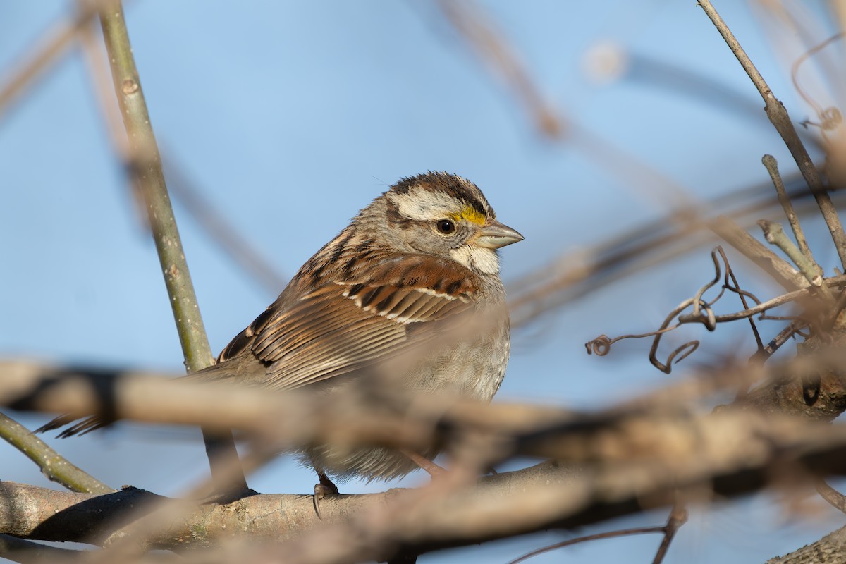 White-throated Sparrow - ML632544980