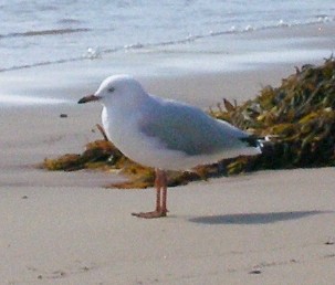 Silver Gull - ML632545007