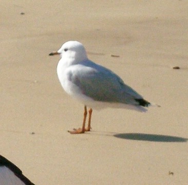 Silver Gull - ML632545008