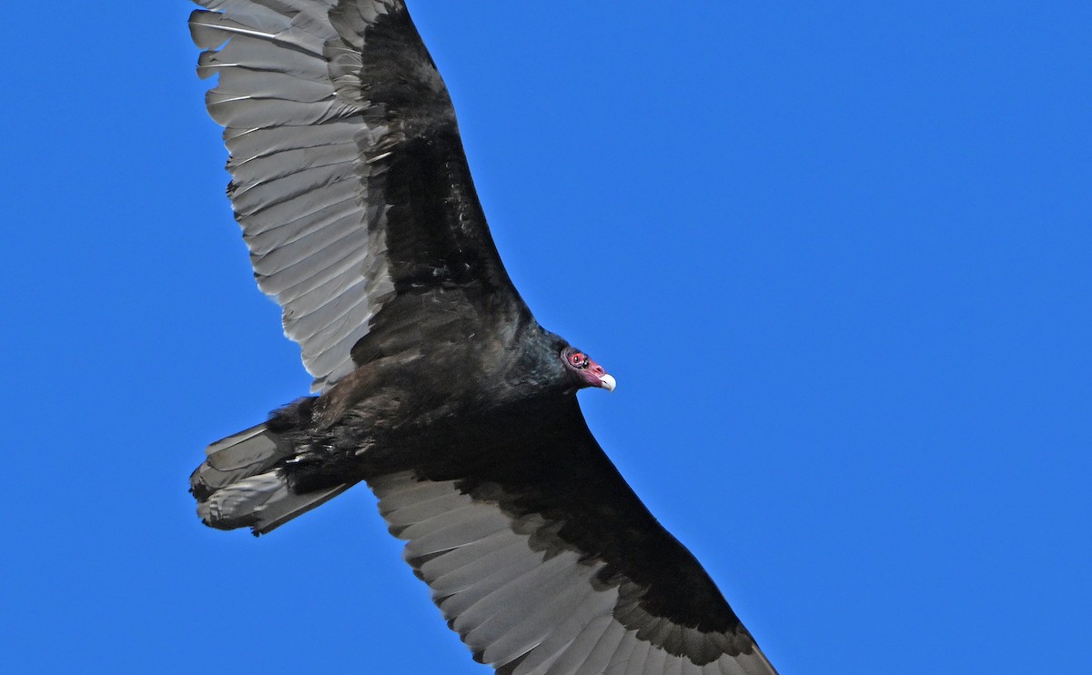 Turkey Vulture - ML632545012
