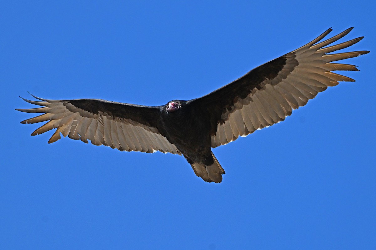Turkey Vulture - ML632545016