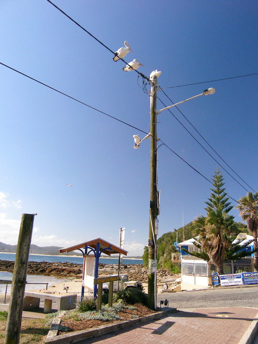 Australian Pelican - ML632545038