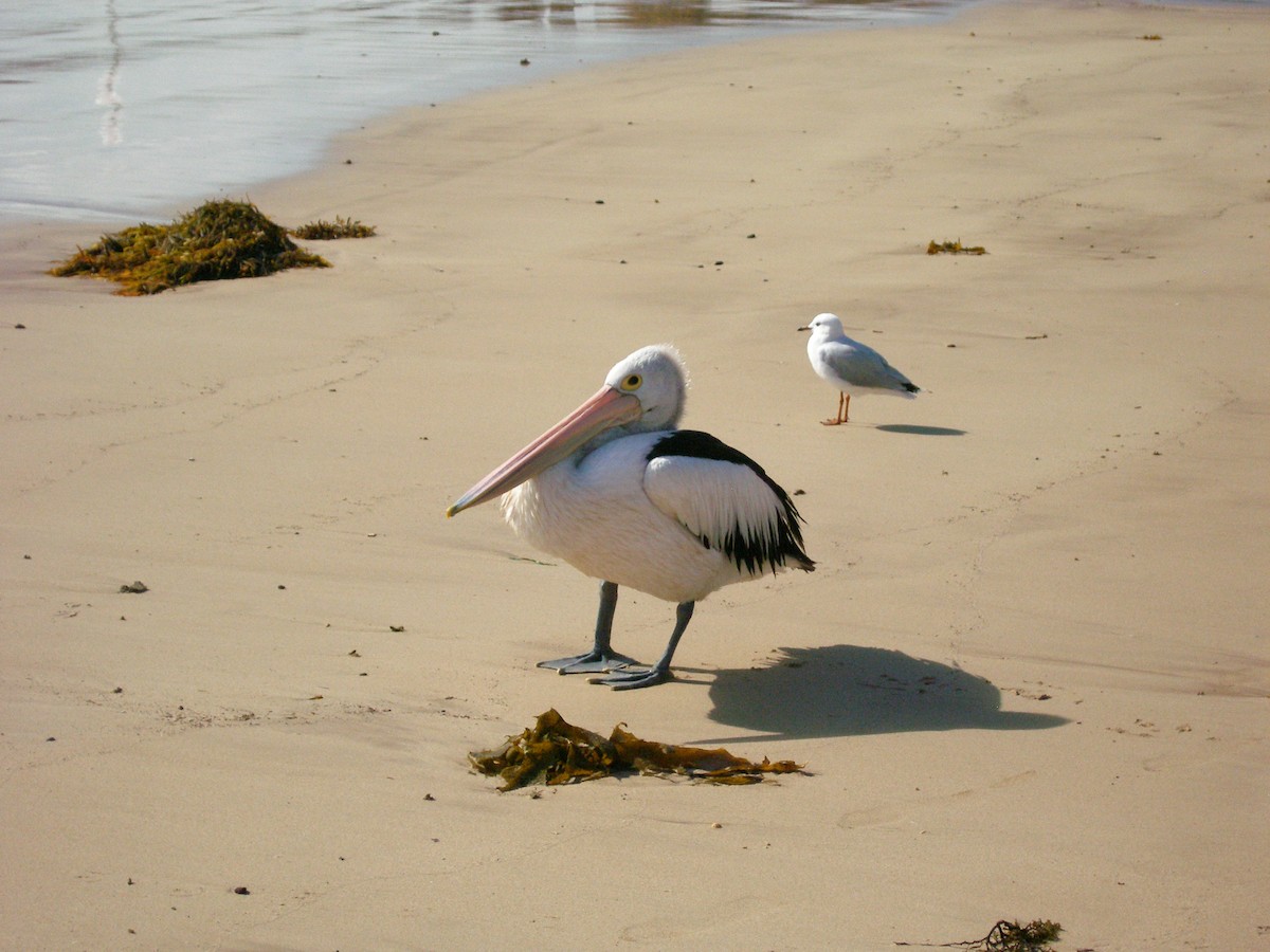 Australian Pelican - ML632545039