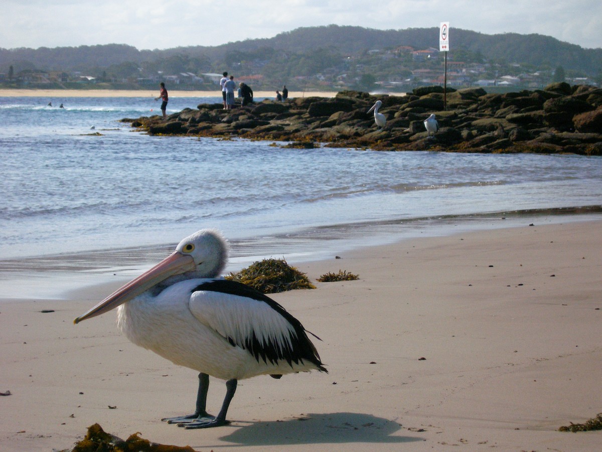 Australian Pelican - ML632545040