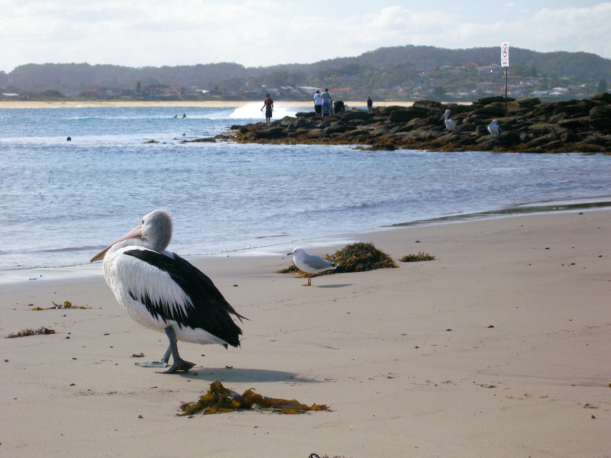 Australian Pelican - ML632545041