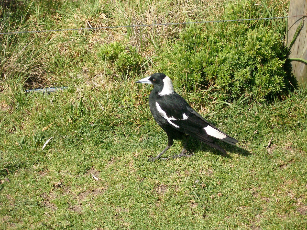 Australian Magpie - ML632545059