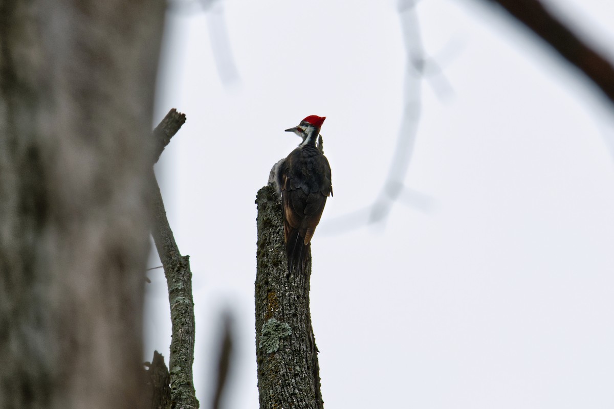 Pileated Woodpecker - ML632545061