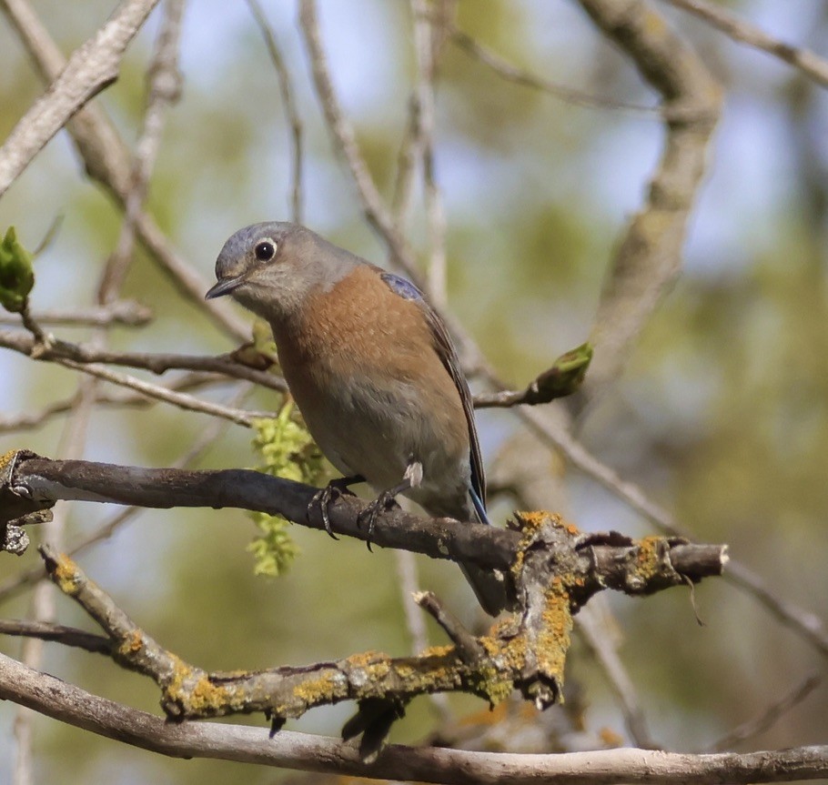 Western Bluebird - ML632545276
