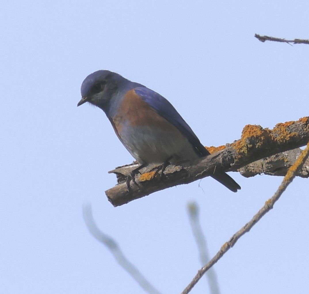 Western Bluebird - ML632545314