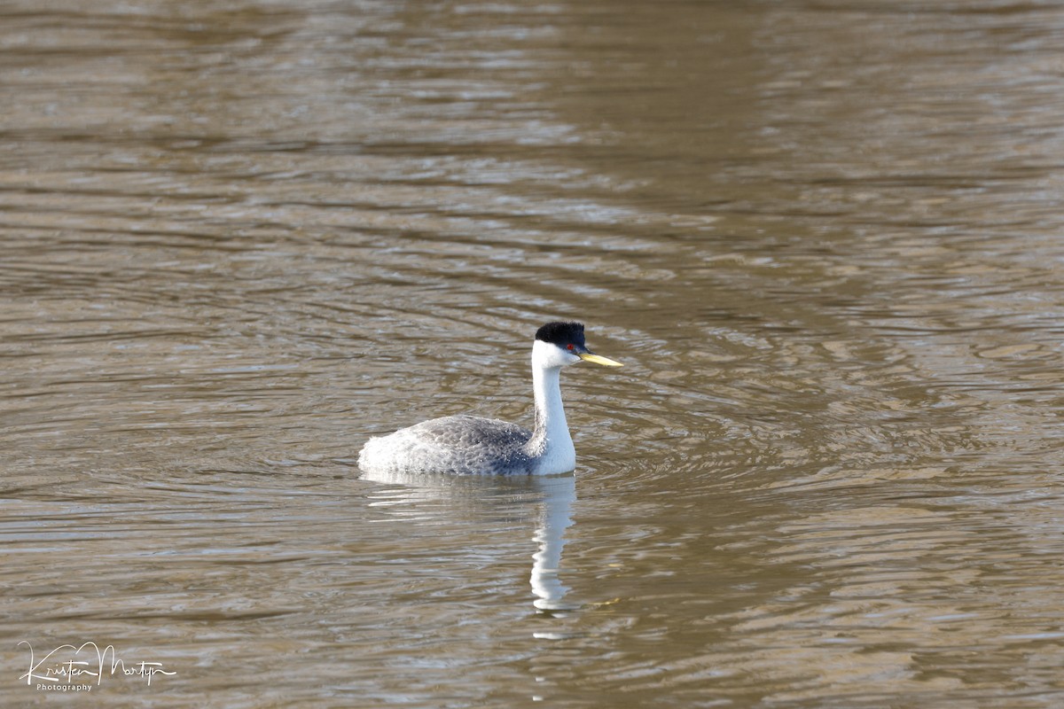 Western Grebe - ML632545424