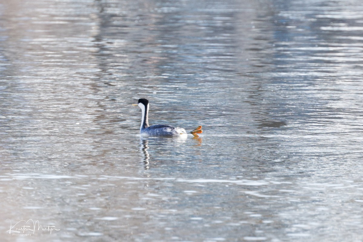 Western Grebe - ML632545439
