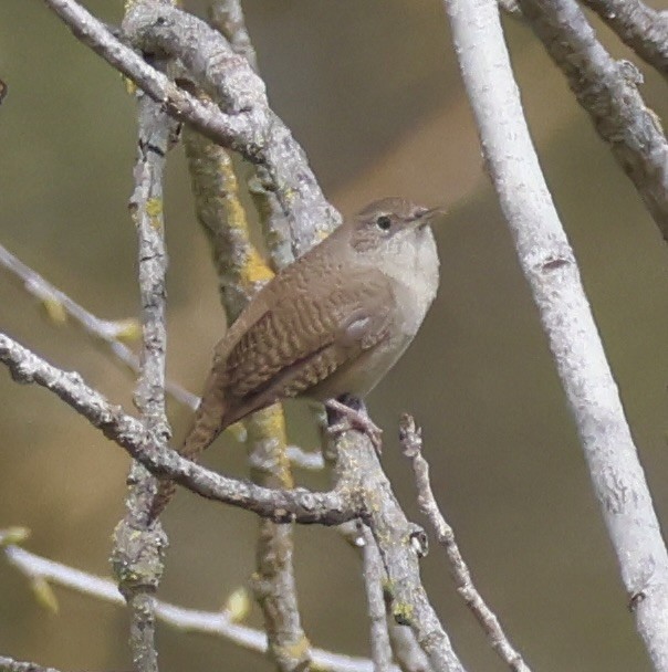 Northern House Wren - ML632545444
