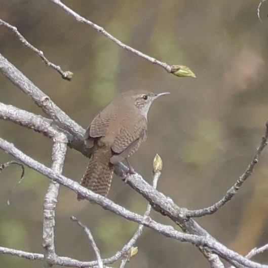 Northern House Wren - ML632545447