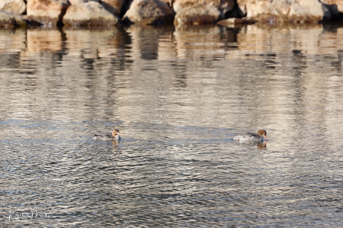 Red-breasted Merganser - ML632545458