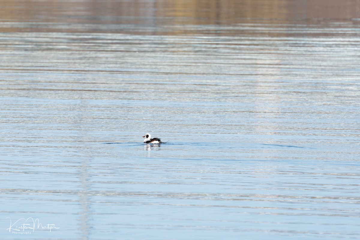 Long-tailed Duck - ML632545477