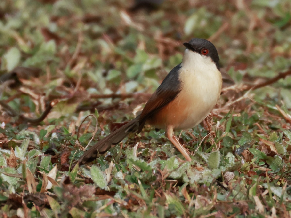 Ashy Prinia - ML632545486