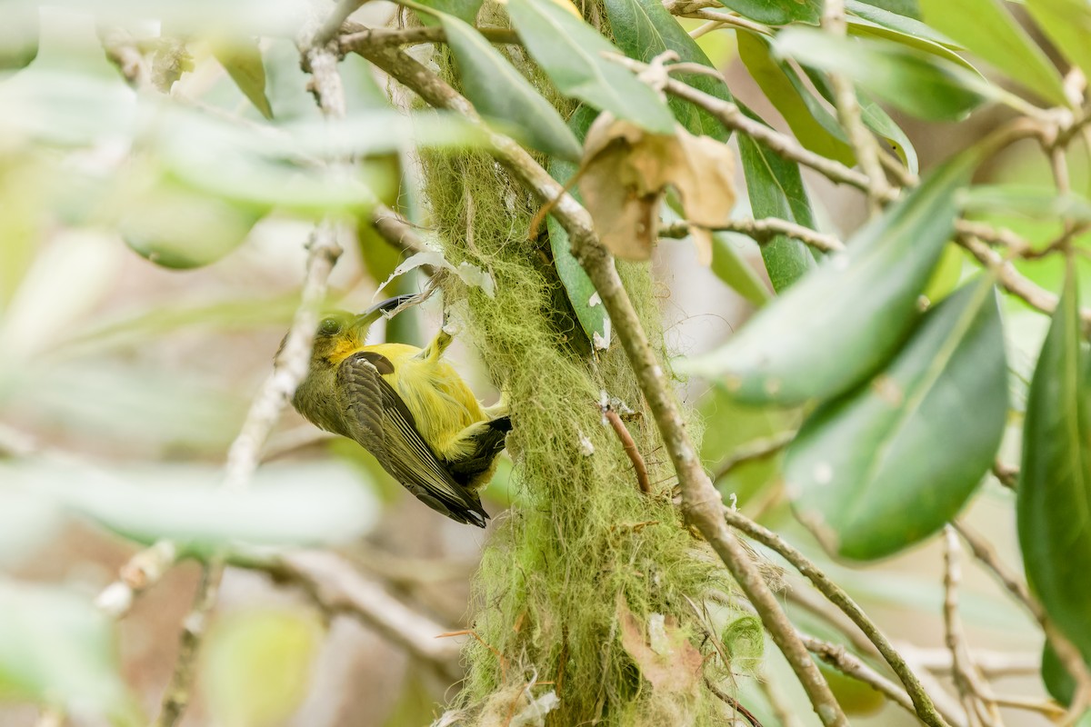 Garden Sunbird - ML632545529
