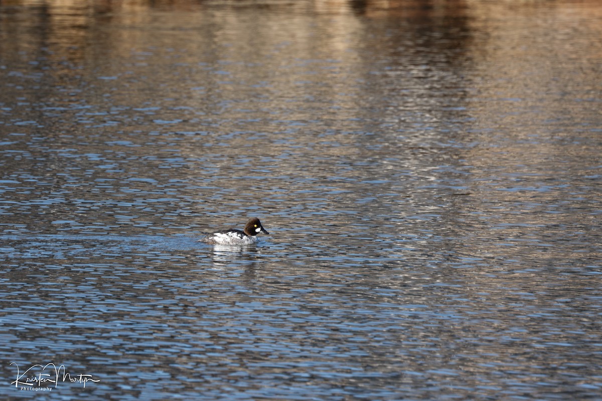 Common Goldeneye - ML632545598