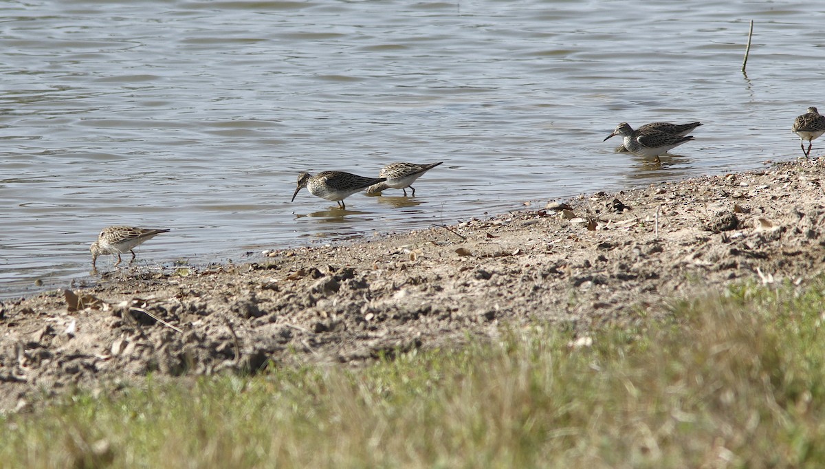 アメリカウズラシギ - ML632545670