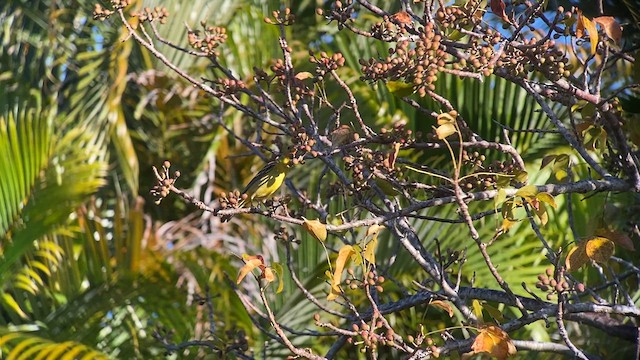 Western Tanager - ML632545884