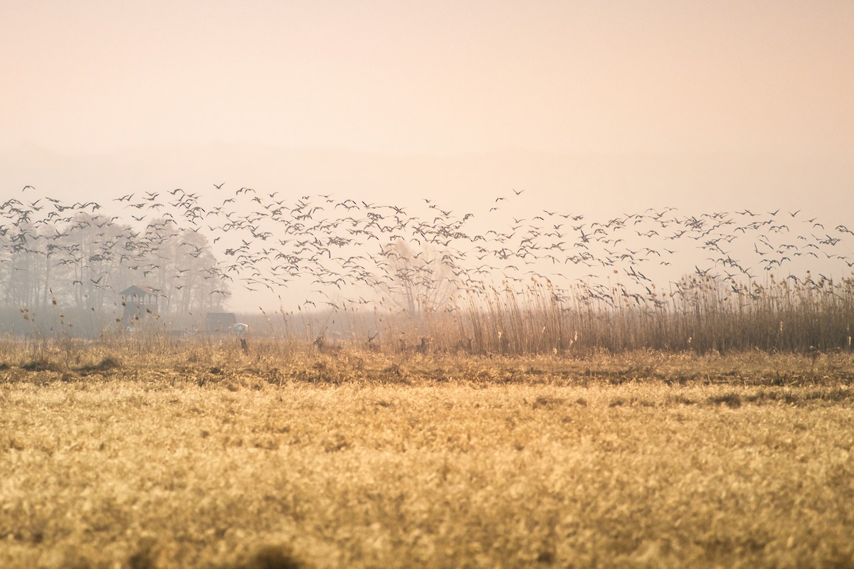 Graylag Goose - ML632545937