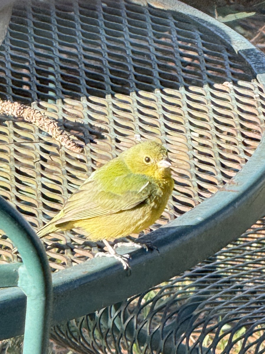 Painted Bunting - ML632545981