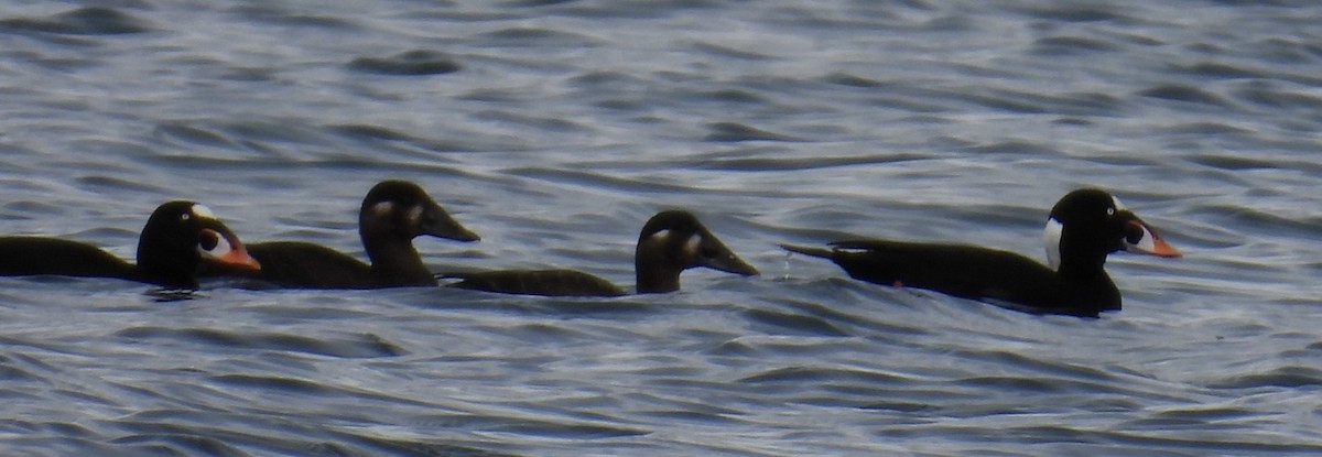 Surf Scoter - ML632546171