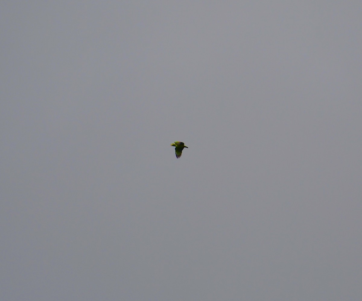 Mealy Amazon - ML632546315