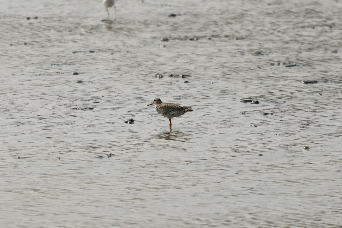Common Redshank - ML632546346