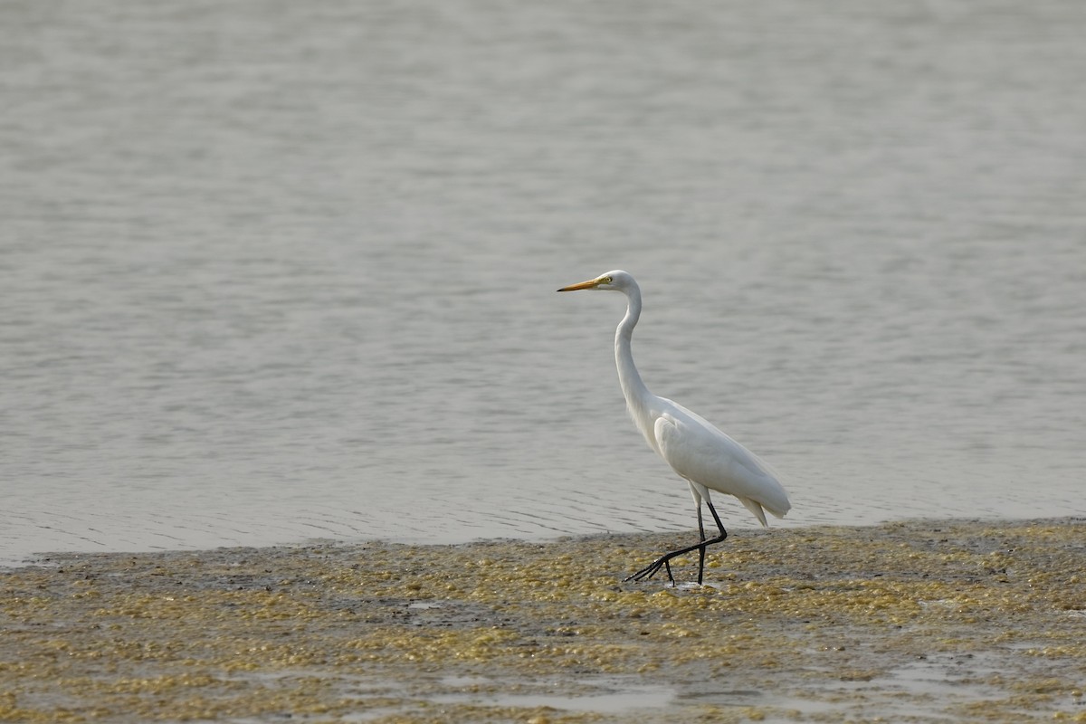 Great/Medium Egret - ML632546347