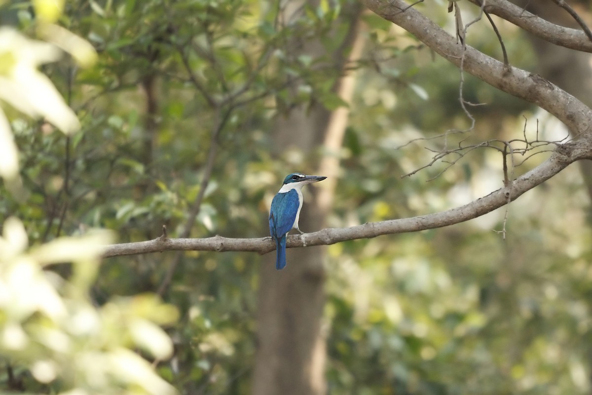 Collared Kingfisher - ML632546348