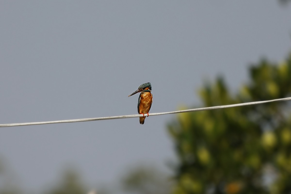 Common Kingfisher - ML632546349