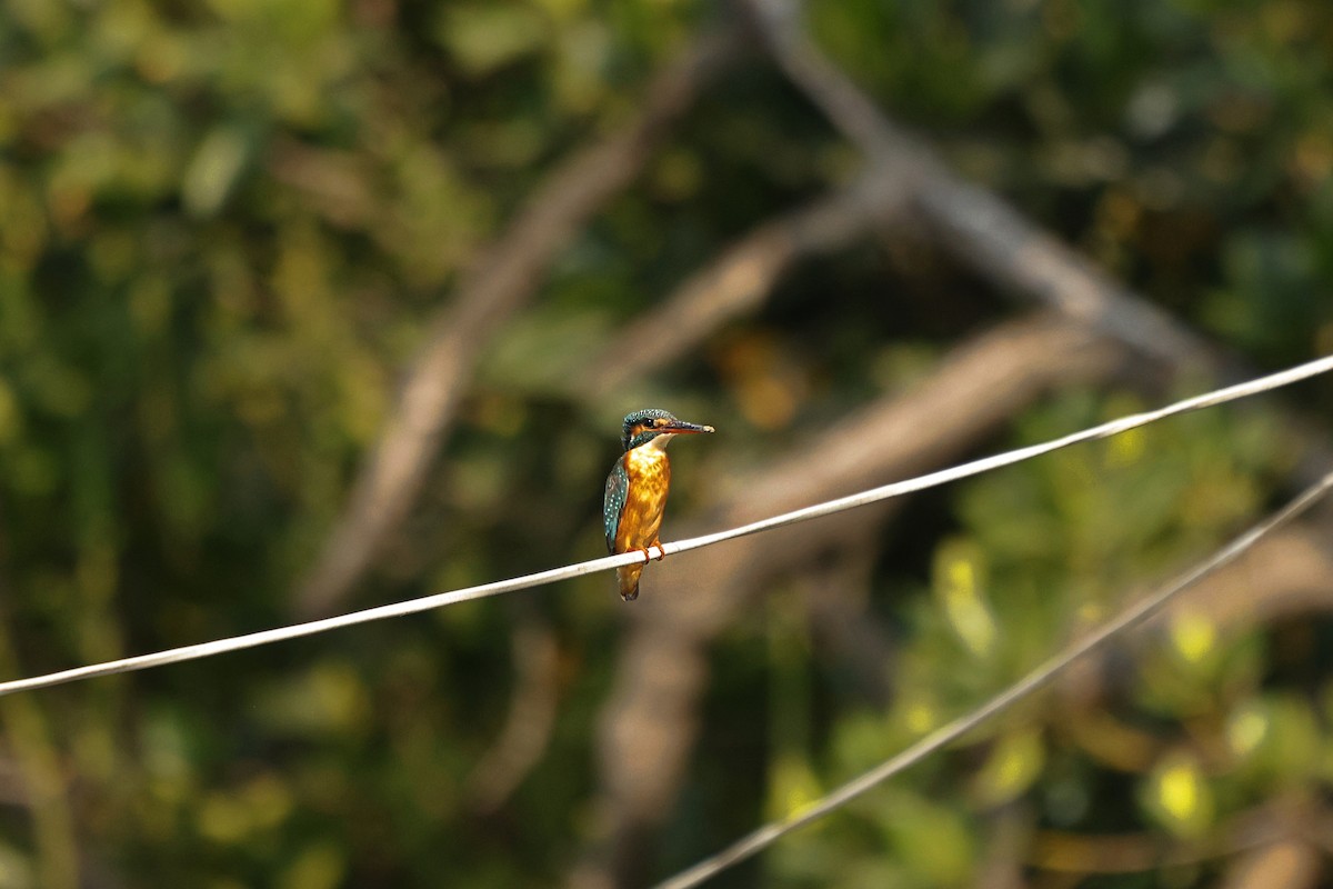 Common Kingfisher - ML632546350