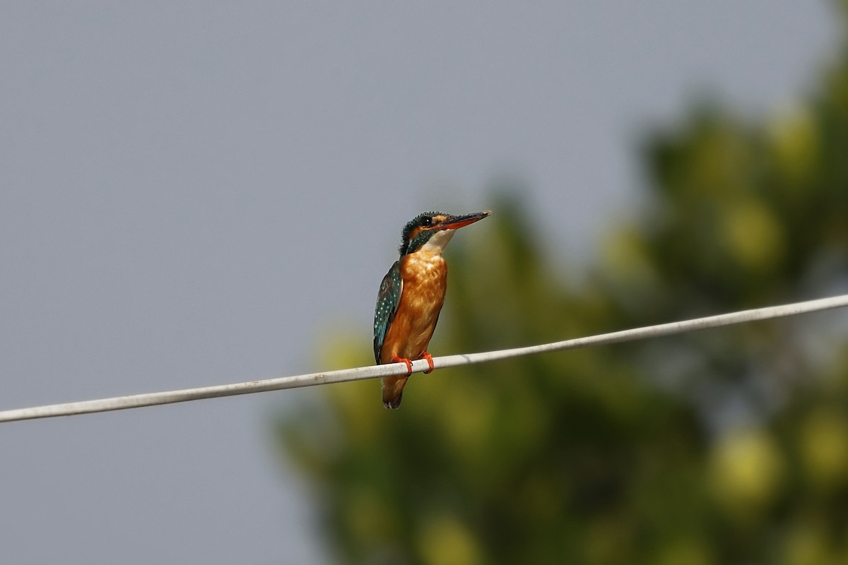 Common Kingfisher - ML632546351