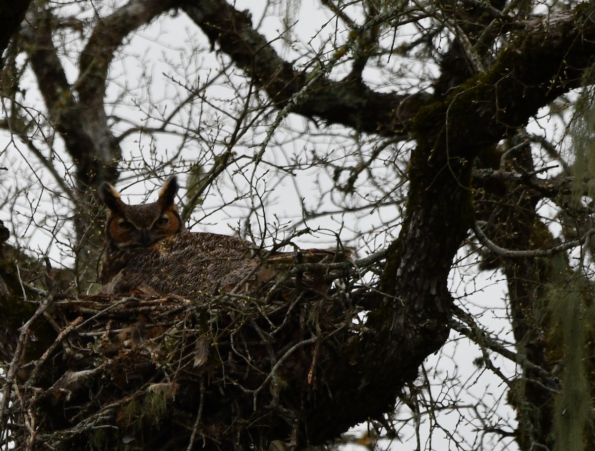 Great Horned Owl - ML632546401