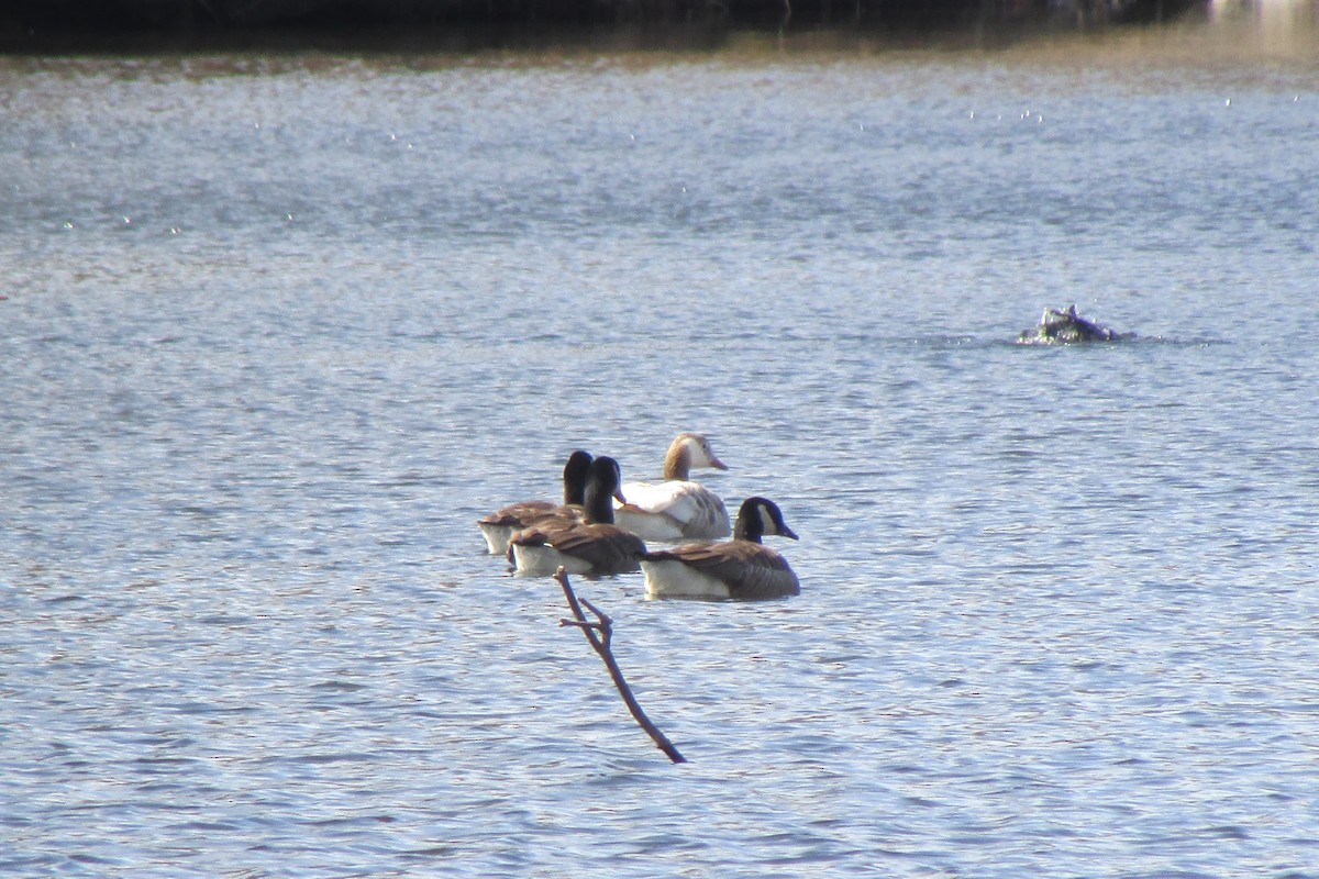 Canada Goose - ML632547123