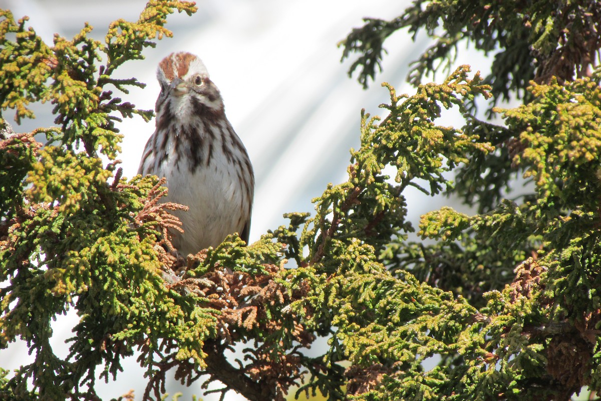 Song Sparrow - ML632547146