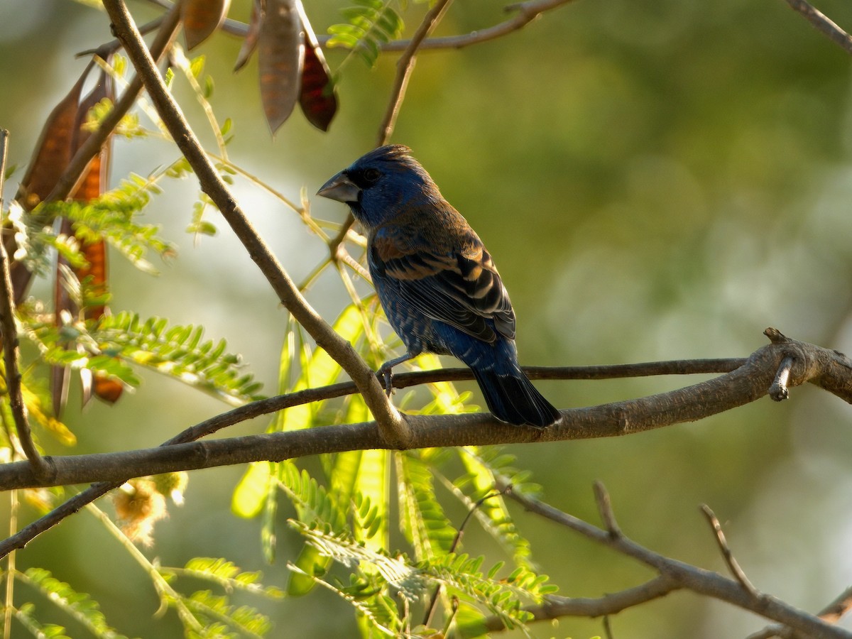 Blue Grosbeak - ML632547245