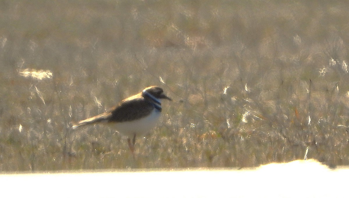 Killdeer - ML632547391