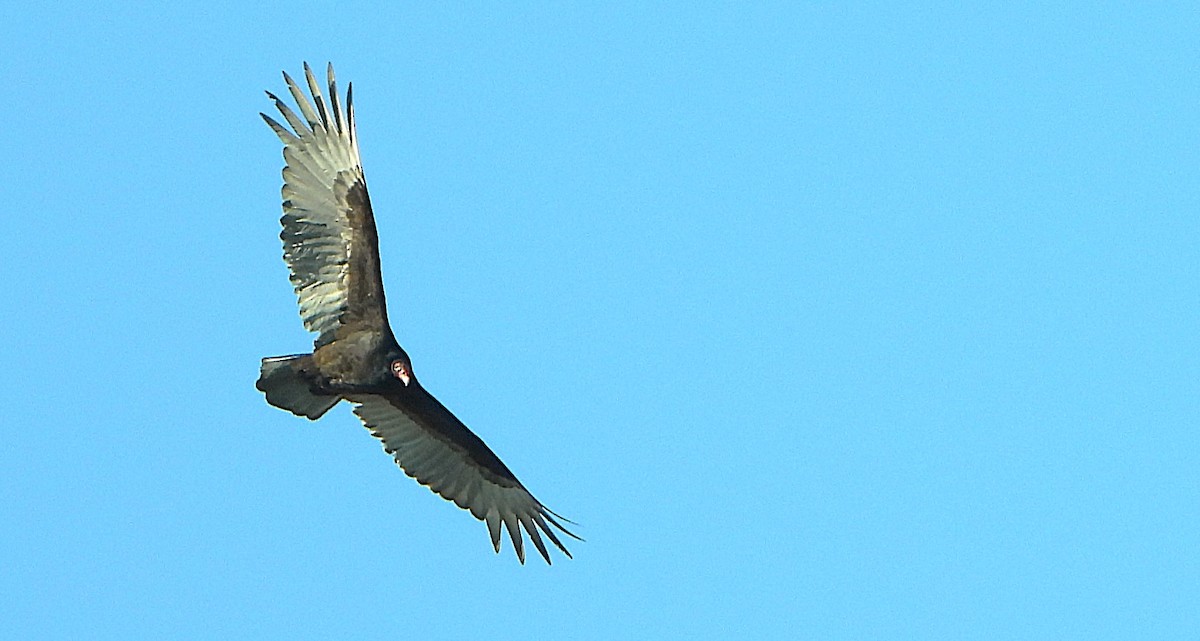 Turkey Vulture - ML632547393