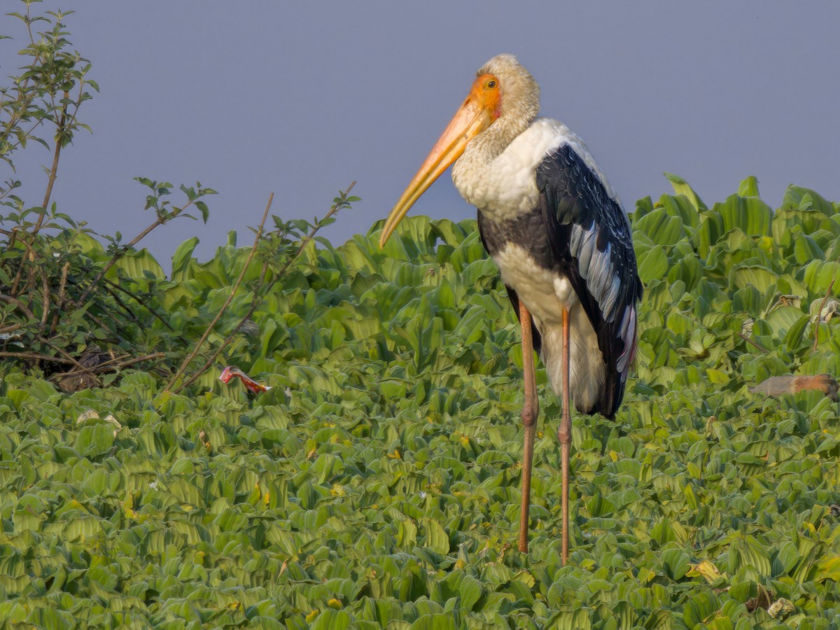 Лелека-тантал індійський - ML632547486