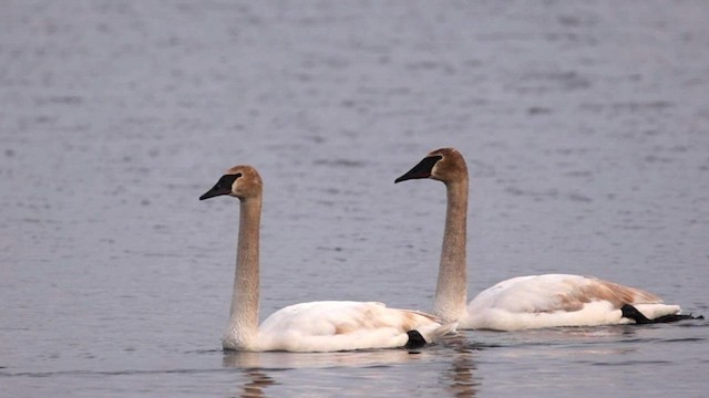 Trumpeter Swan - ML632547735