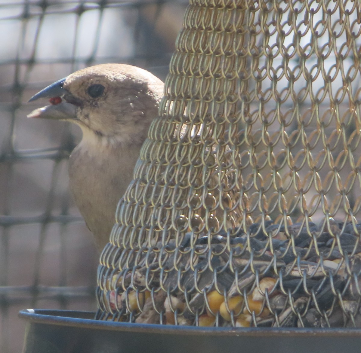 Brown-headed Cowbird - ML632547761