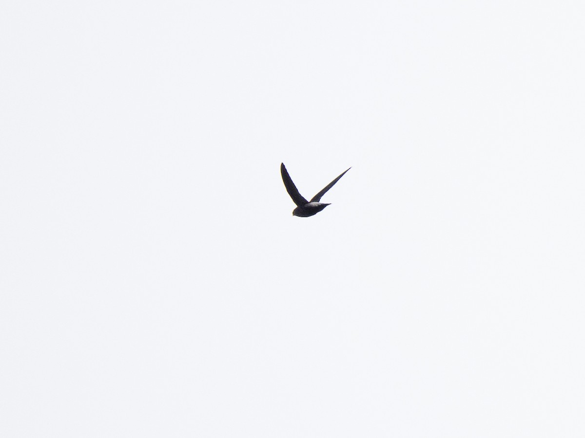 Pale-rumped Swift - ML632547878