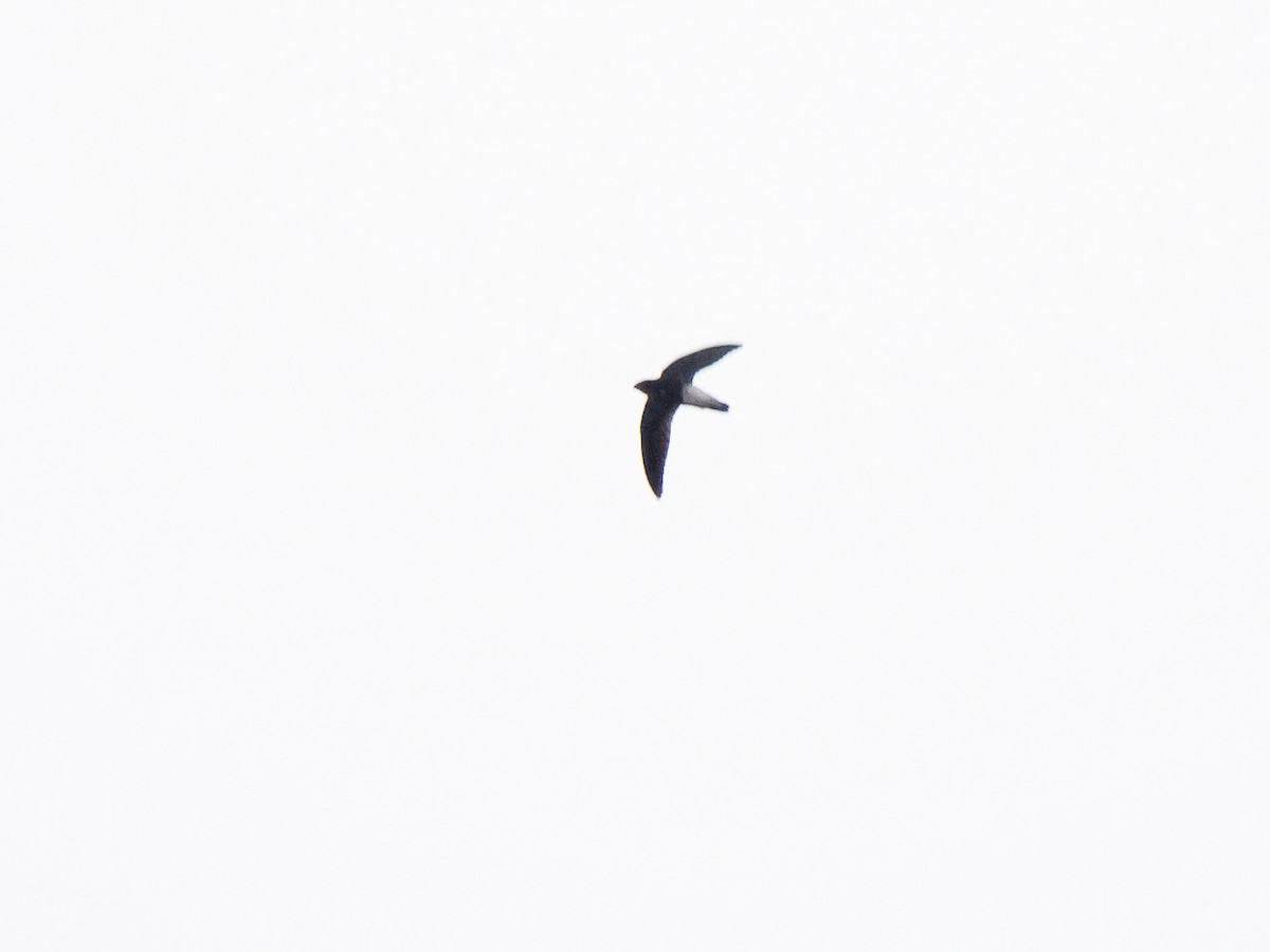 Pale-rumped Swift - ML632547882